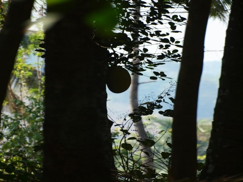Chedi Spring Valley Hotel Athirappilly Esterno foto